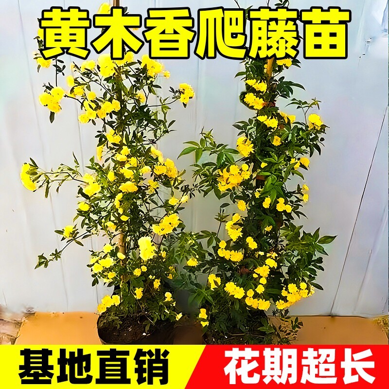 黄木香花苗爬藤植物庭院花卉盆栽木香树苗无刺蔷薇