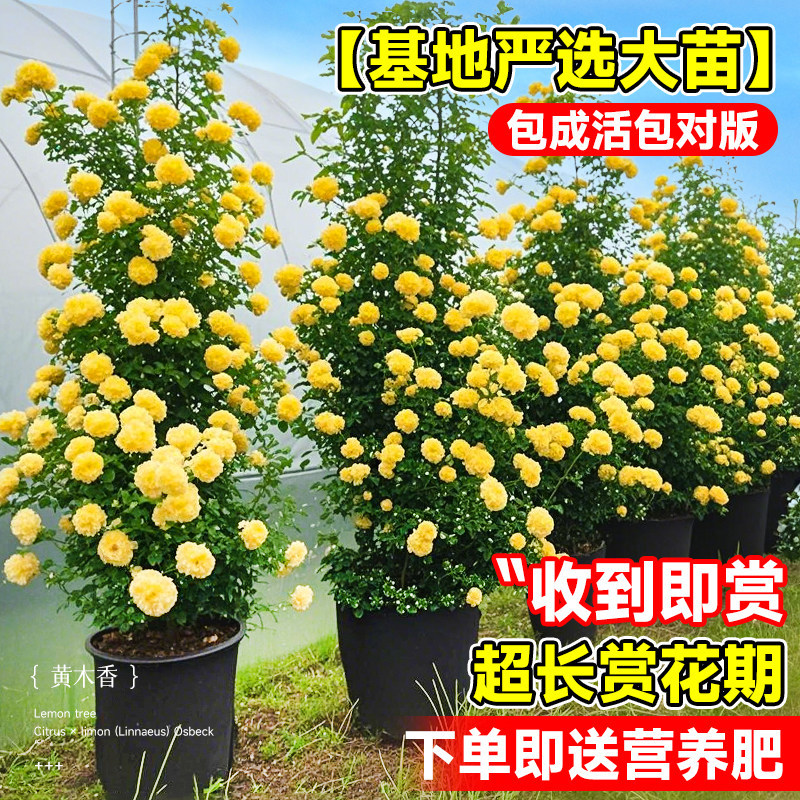 黄木香花苗爬藤植物庭院花卉盆栽木香树苗无刺蔷薇