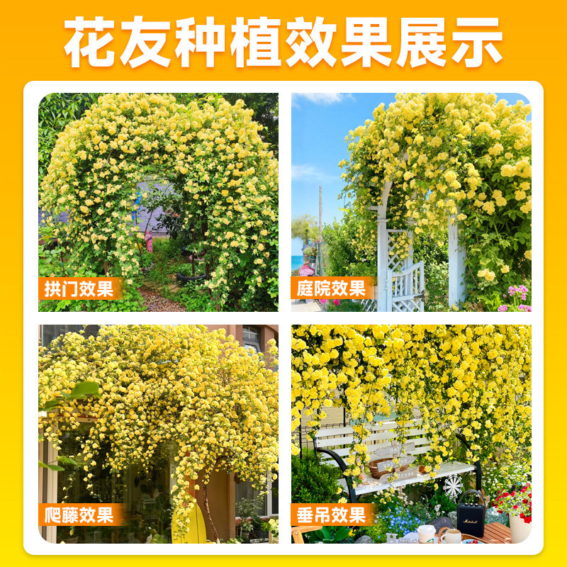 黄木香花苗爬藤植物庭院花卉盆栽木香树苗无刺蔷薇