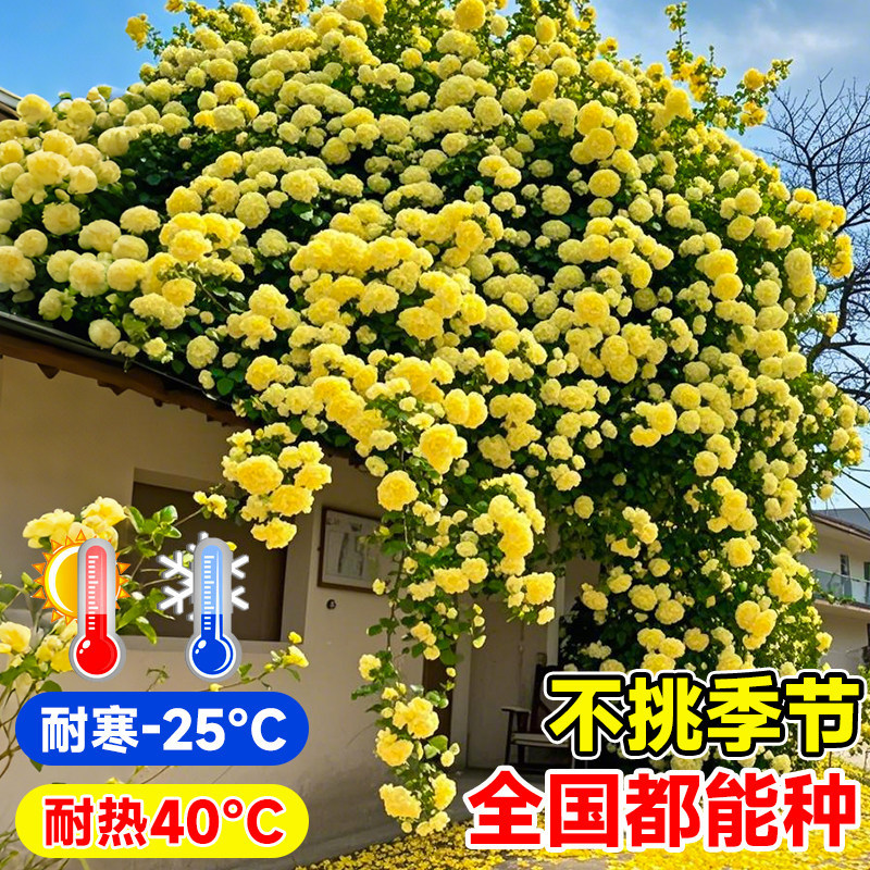 黄木香花苗爬藤植物庭院花卉盆栽木香树苗无刺蔷薇