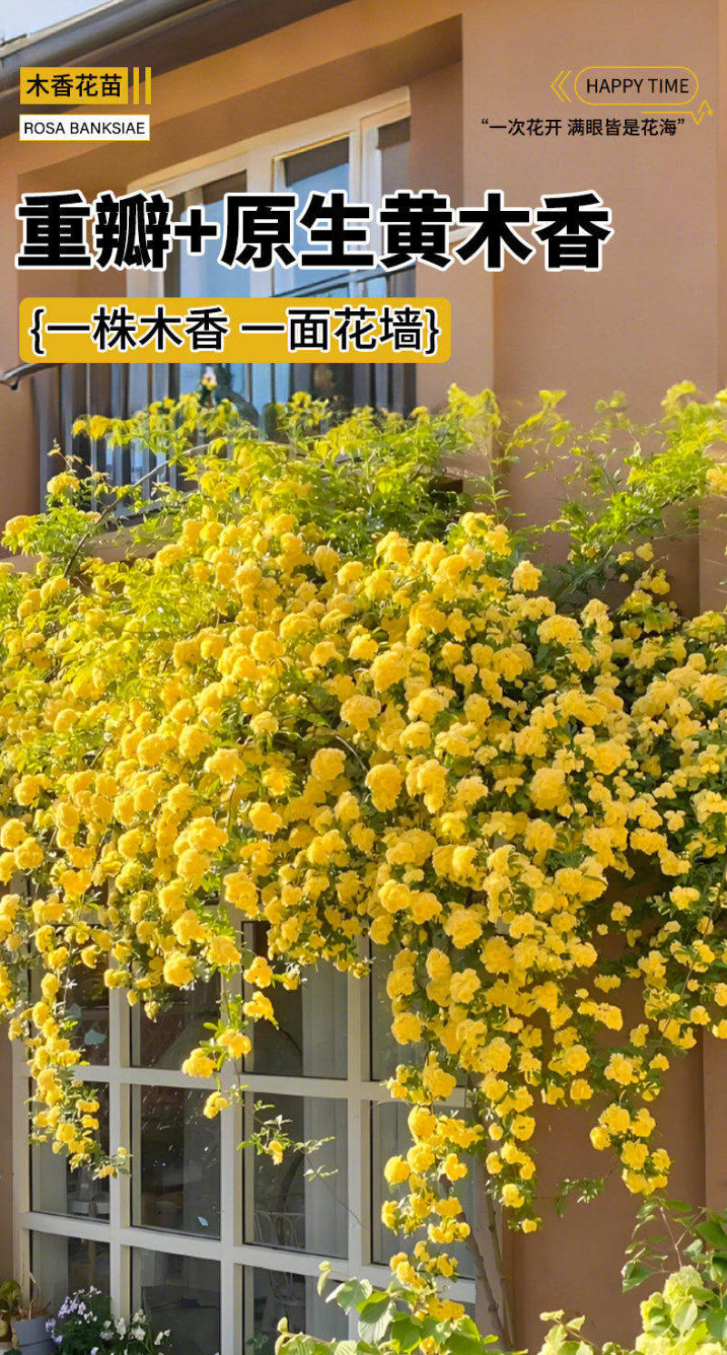 黄木香花苗爬藤植物庭院花卉盆栽木香树苗无刺蔷薇