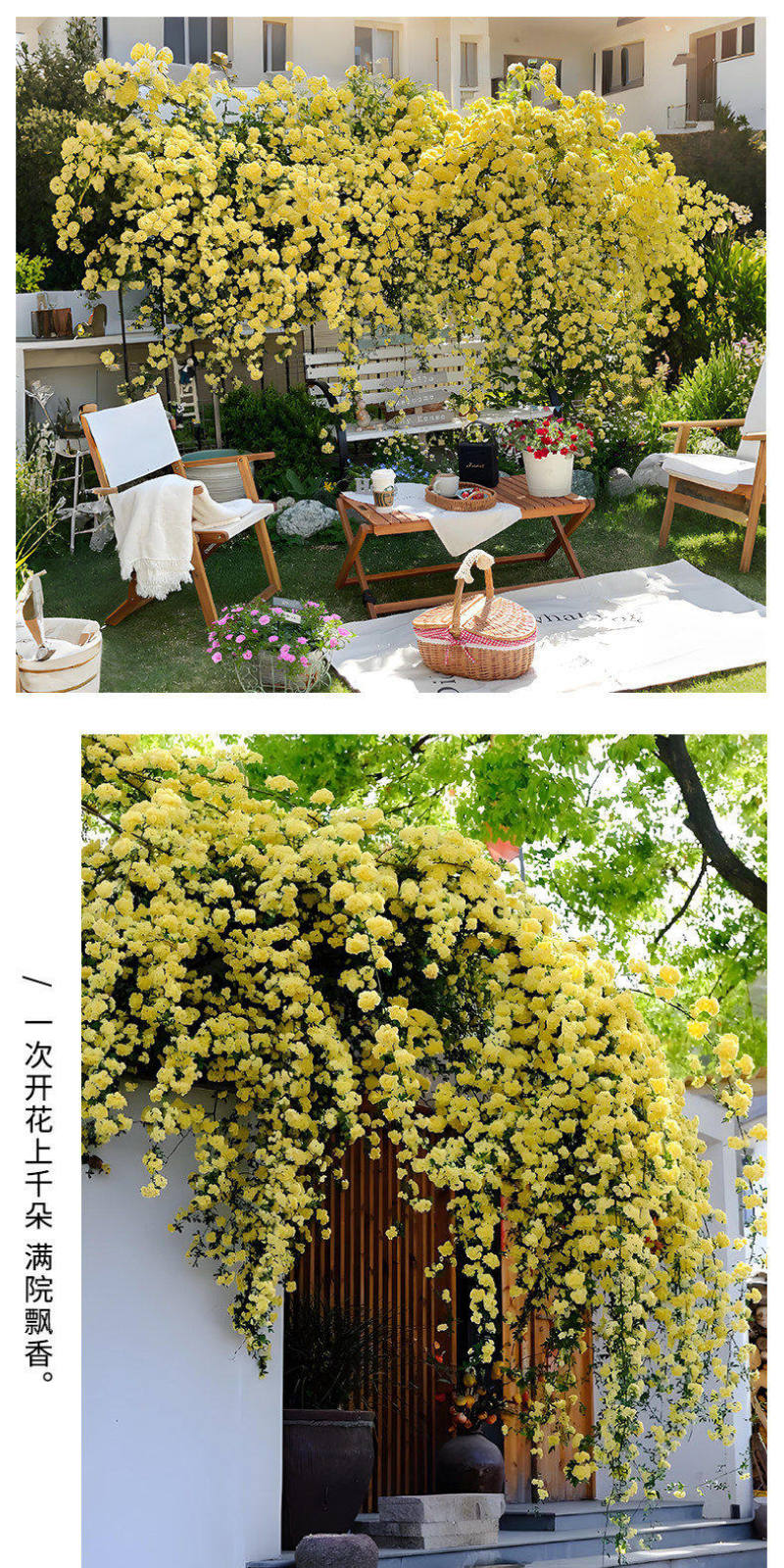 黄木香花苗爬藤植物庭院花卉盆栽木香树苗无刺蔷薇