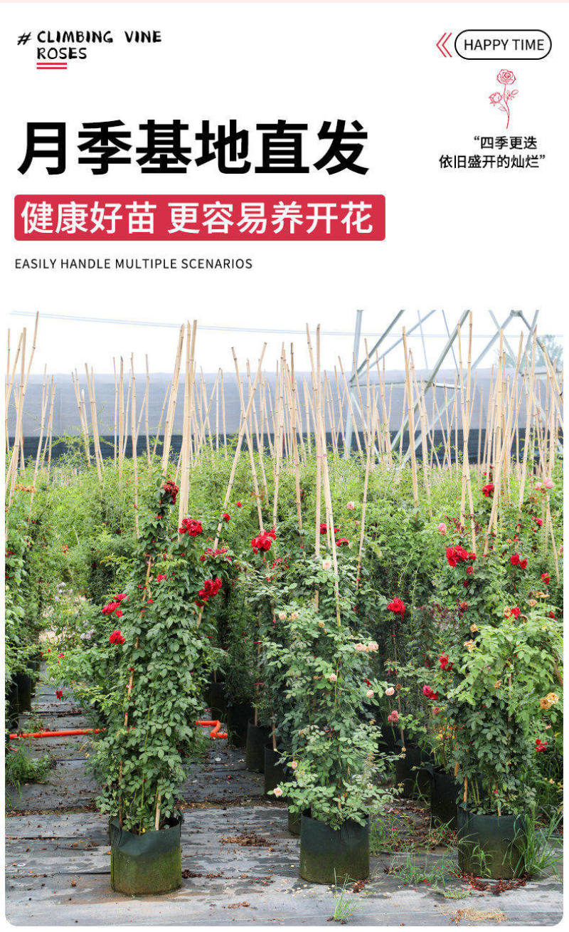 黄木香花苗爬藤植物庭院花卉盆栽木香树苗无刺蔷薇