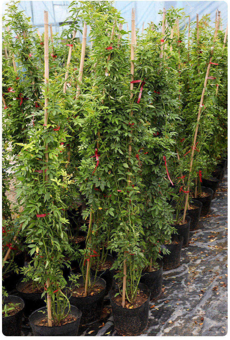 黄木香花苗爬藤植物庭院花卉盆栽木香树苗无刺蔷薇
