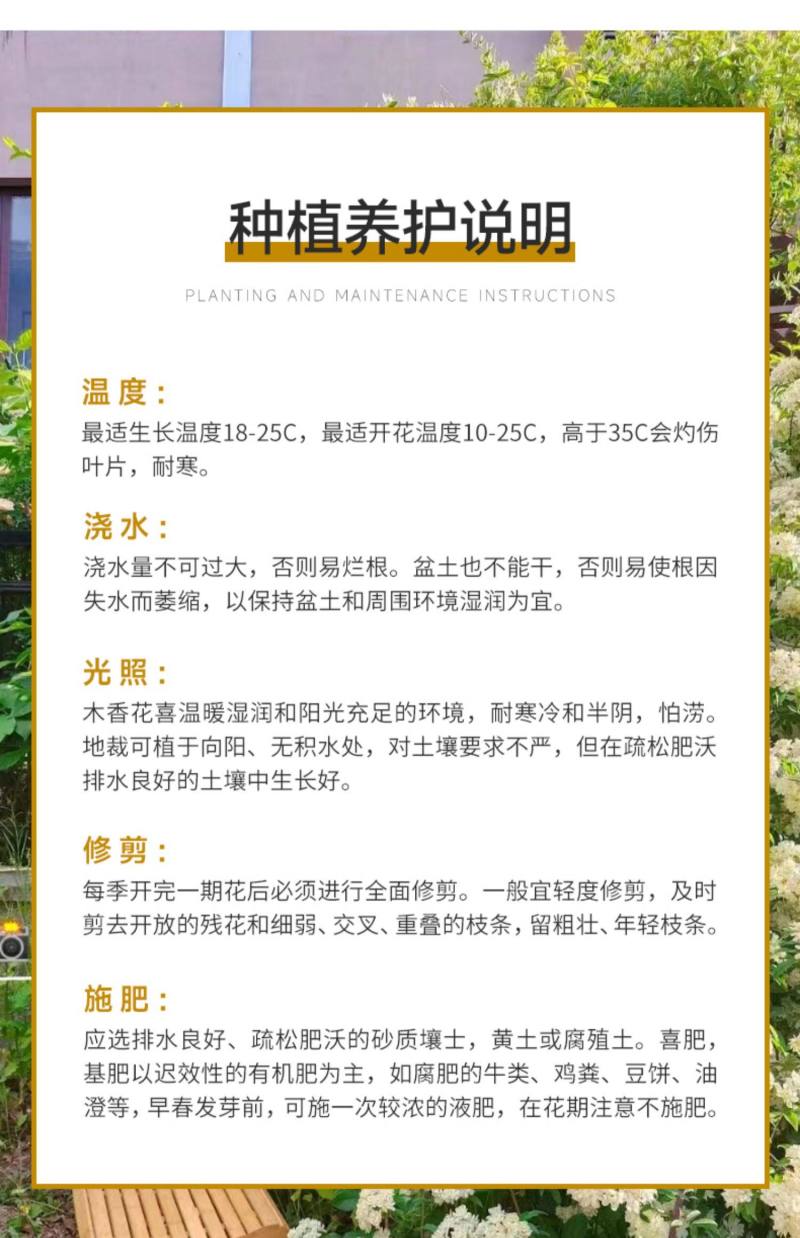 黄木香花苗爬藤植物庭院花卉盆栽木香树苗无刺蔷薇