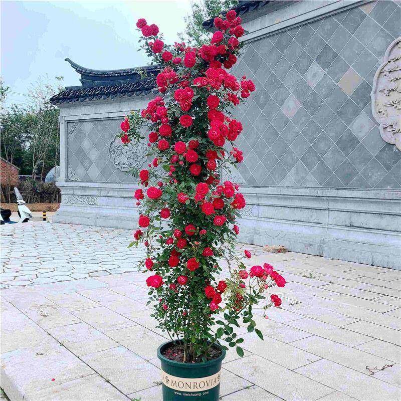 红木香爬藤植物四季开花卉大苗甜蜜黄白木香蔷薇庭院阳台盆栽