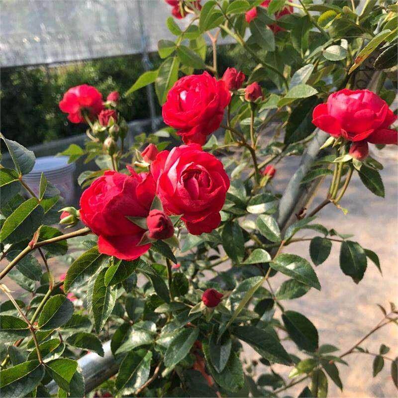 红木香爬藤植物四季开花卉大苗甜蜜黄白木香蔷薇庭院阳台盆栽