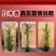 红木香爬藤植物四季开花卉大苗甜蜜黄白木香蔷薇庭院阳台盆栽