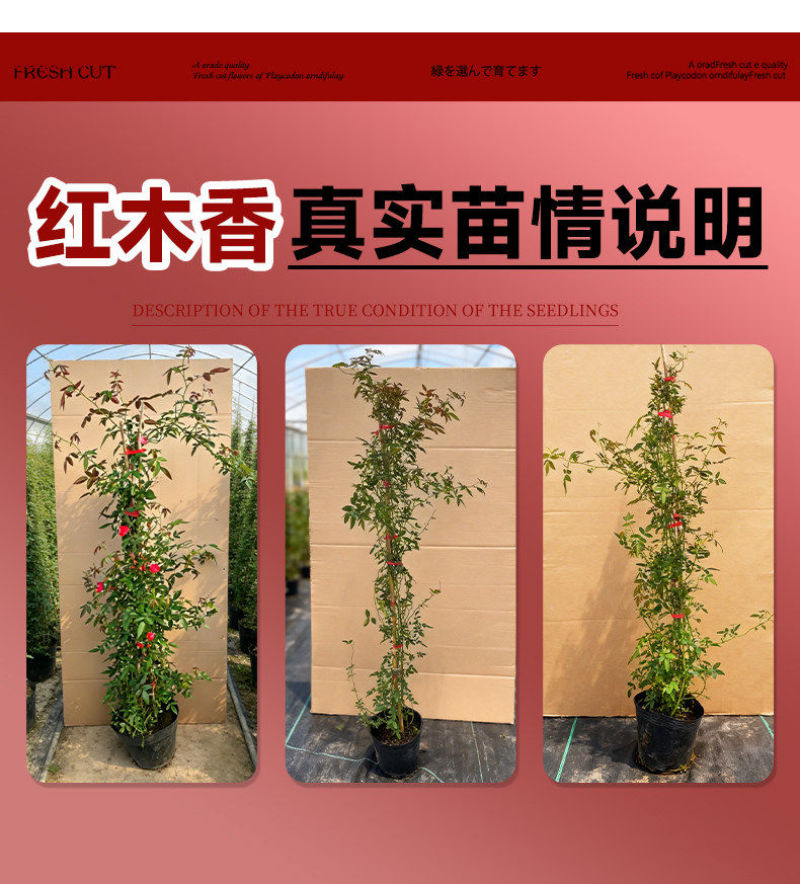 红木香爬藤植物四季开花卉大苗甜蜜黄白木香蔷薇庭院阳台盆栽