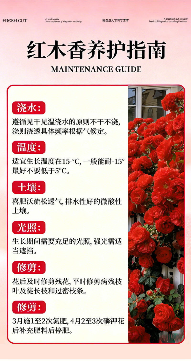 红木香爬藤植物四季开花卉大苗甜蜜黄白木香蔷薇庭院阳台盆栽