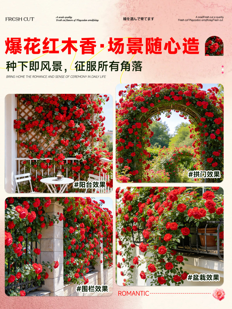 红木香爬藤植物四季开花卉大苗甜蜜黄白木香蔷薇庭院阳台盆栽