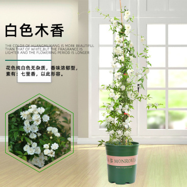 白木香花苗七里香盆栽爬藤植物垂吊甜蜜红黄木香粉团蔷薇庭院