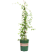 白木香花苗七里香盆栽爬藤植物垂吊甜蜜红黄木香粉团蔷薇庭院