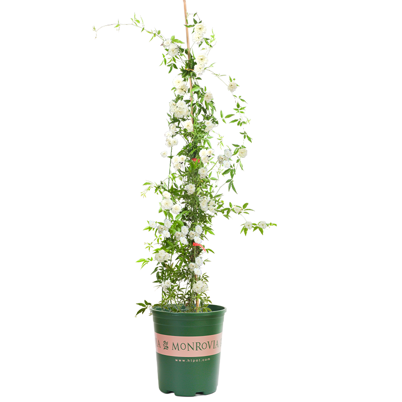白木香花苗七里香盆栽爬藤植物垂吊甜蜜红黄木香粉团蔷薇庭院
