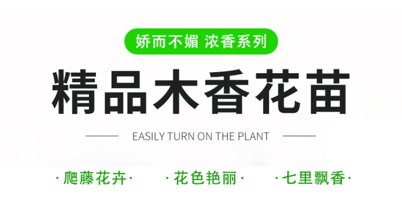 白木香花苗七里香盆栽爬藤植物垂吊甜蜜红黄木香粉团蔷薇庭院