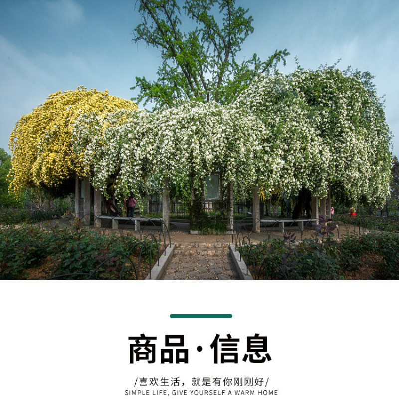 白木香花苗七里香盆栽爬藤植物垂吊甜蜜红黄木香粉团蔷薇庭院