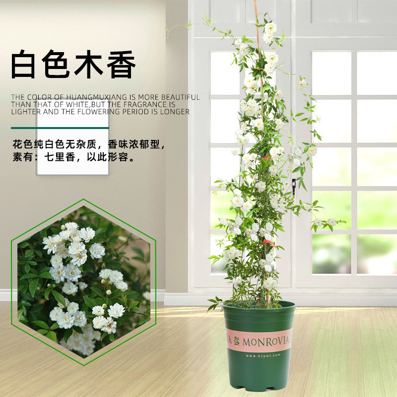 白木香花苗七里香盆栽爬藤植物垂吊甜蜜红黄木香粉团蔷薇庭院