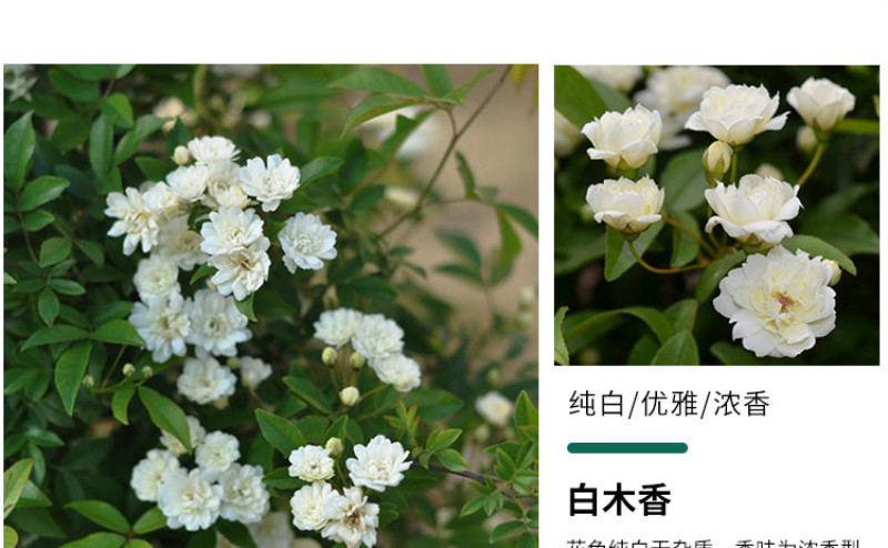白木香花苗七里香盆栽爬藤植物垂吊甜蜜红黄木香粉团蔷薇庭院