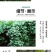 白木香花苗七里香盆栽爬藤植物垂吊甜蜜红黄木香粉团蔷薇庭院