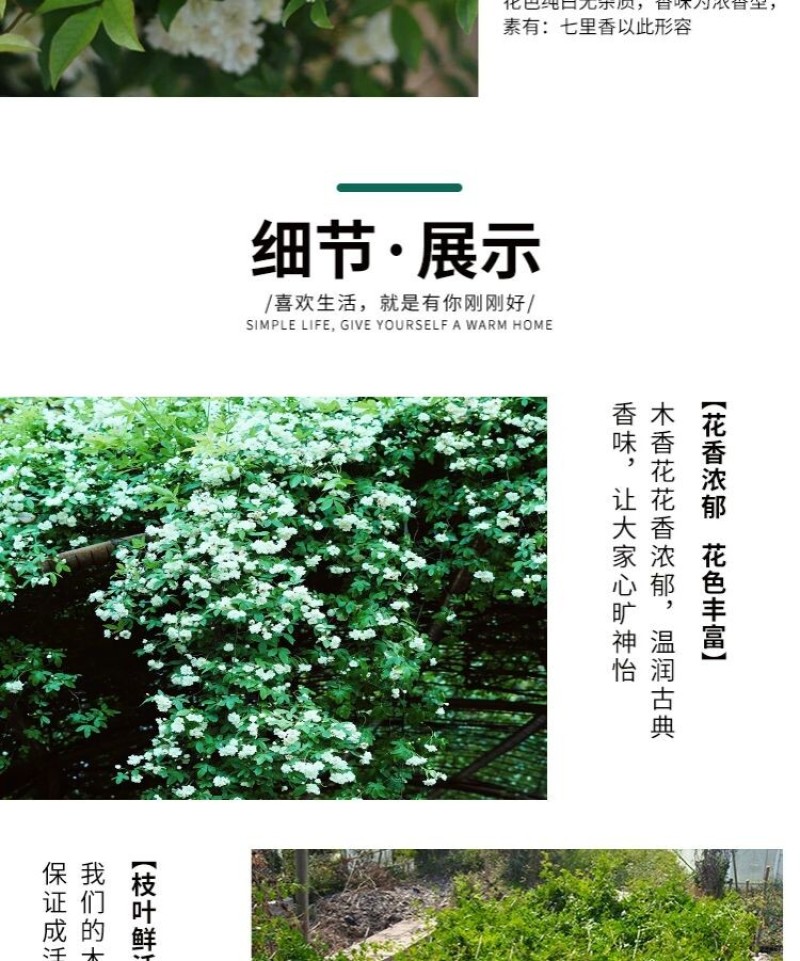 白木香花苗七里香盆栽爬藤植物垂吊甜蜜红黄木香粉团蔷薇庭院