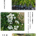 白木香花苗七里香盆栽爬藤植物垂吊甜蜜红黄木香粉团蔷薇庭院