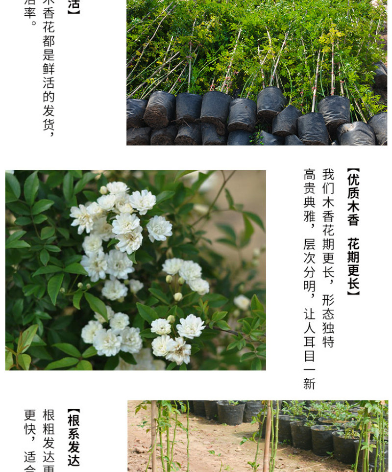 白木香花苗七里香盆栽爬藤植物垂吊甜蜜红黄木香粉团蔷薇庭院