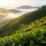 峨眉山高山（春茶竹叶青茶）厂家直发常年供应