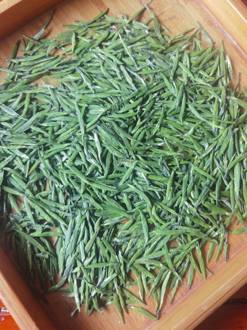 高山竹叶青茶：明前单芽，高山茶园采摘
