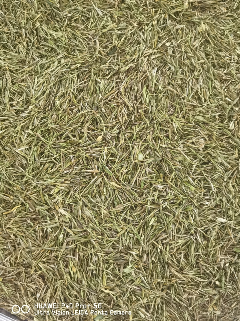 高山黄金茶（高氨基酸鲜爽绿茶）