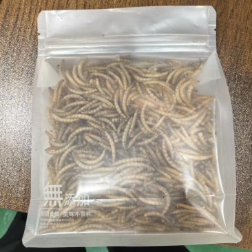 黄粉虫一件代发