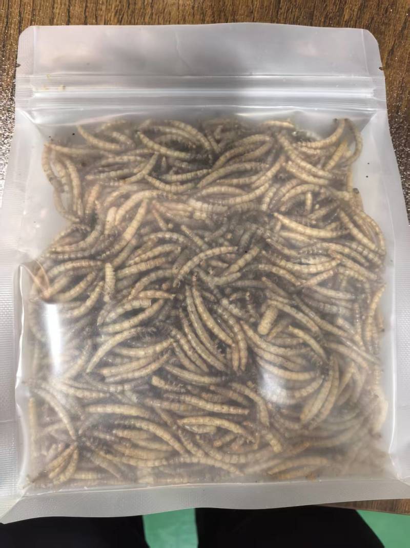 黄粉虫一件代发