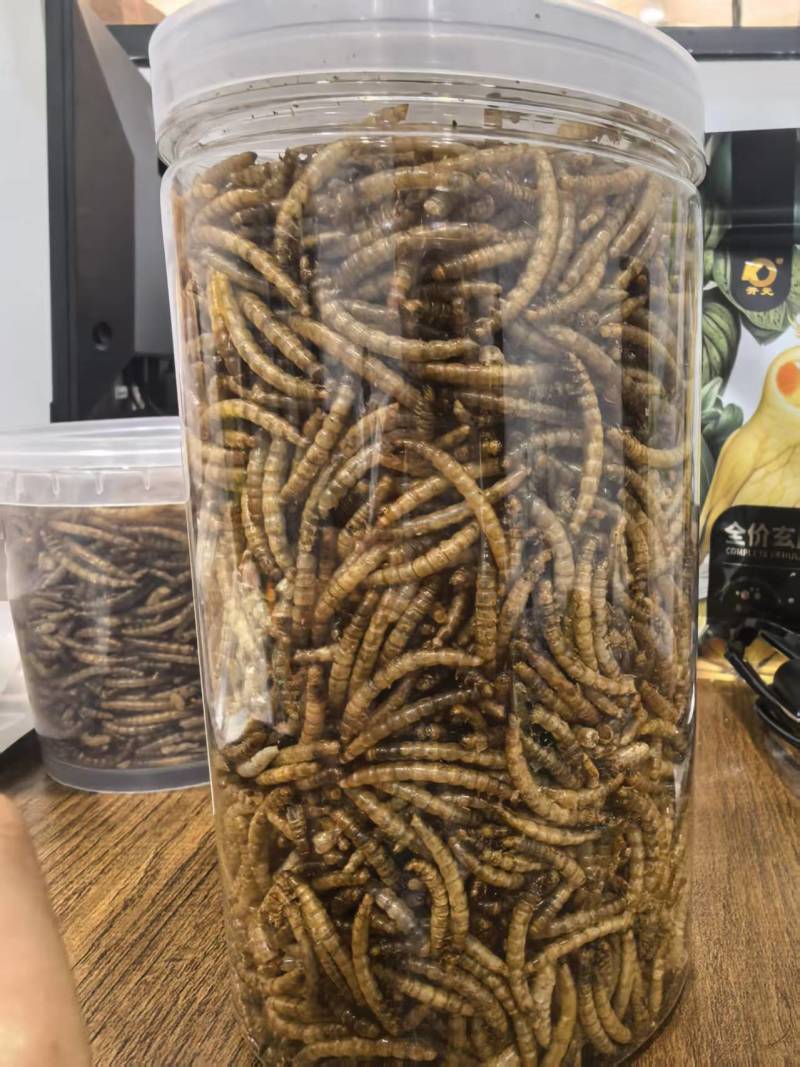 黄粉虫一件代发