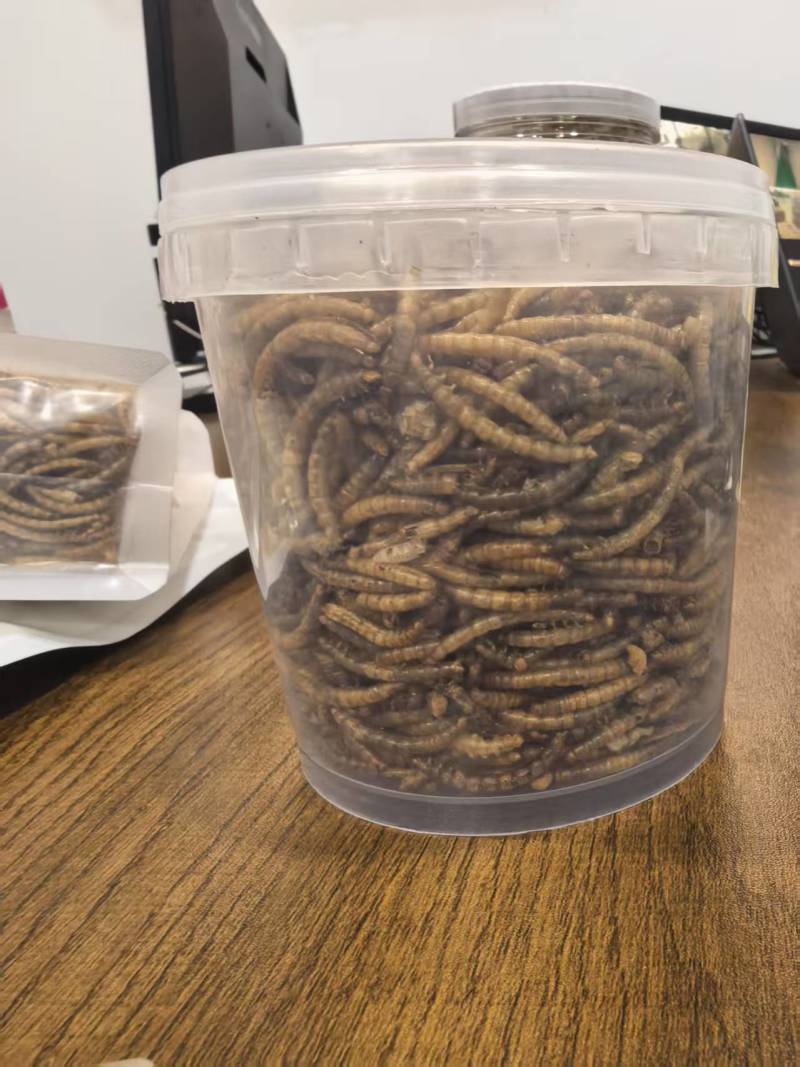 黄粉虫一件代发