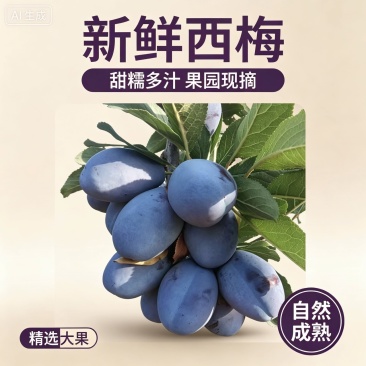 【精品】甘肃西梅法兰西梅基地直发量大优惠对接全国电商