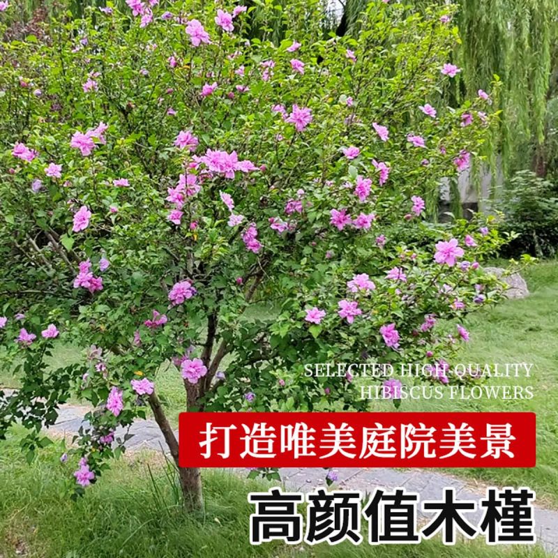 木槿花苗可食用重瓣木槿花庭院棒棒糖木槿大苗阳台盆栽耐寒树