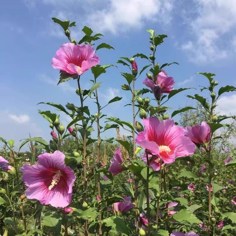 木槿花苗可食用重瓣木槿花庭院棒棒糖木槿大苗阳台盆栽耐寒树