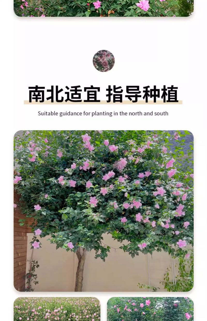木槿花苗可食用重瓣木槿花庭院棒棒糖木槿大苗阳台盆栽耐寒树