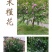 木槿花苗可食用重瓣木槿花庭院棒棒糖木槿大苗阳台盆栽耐寒树