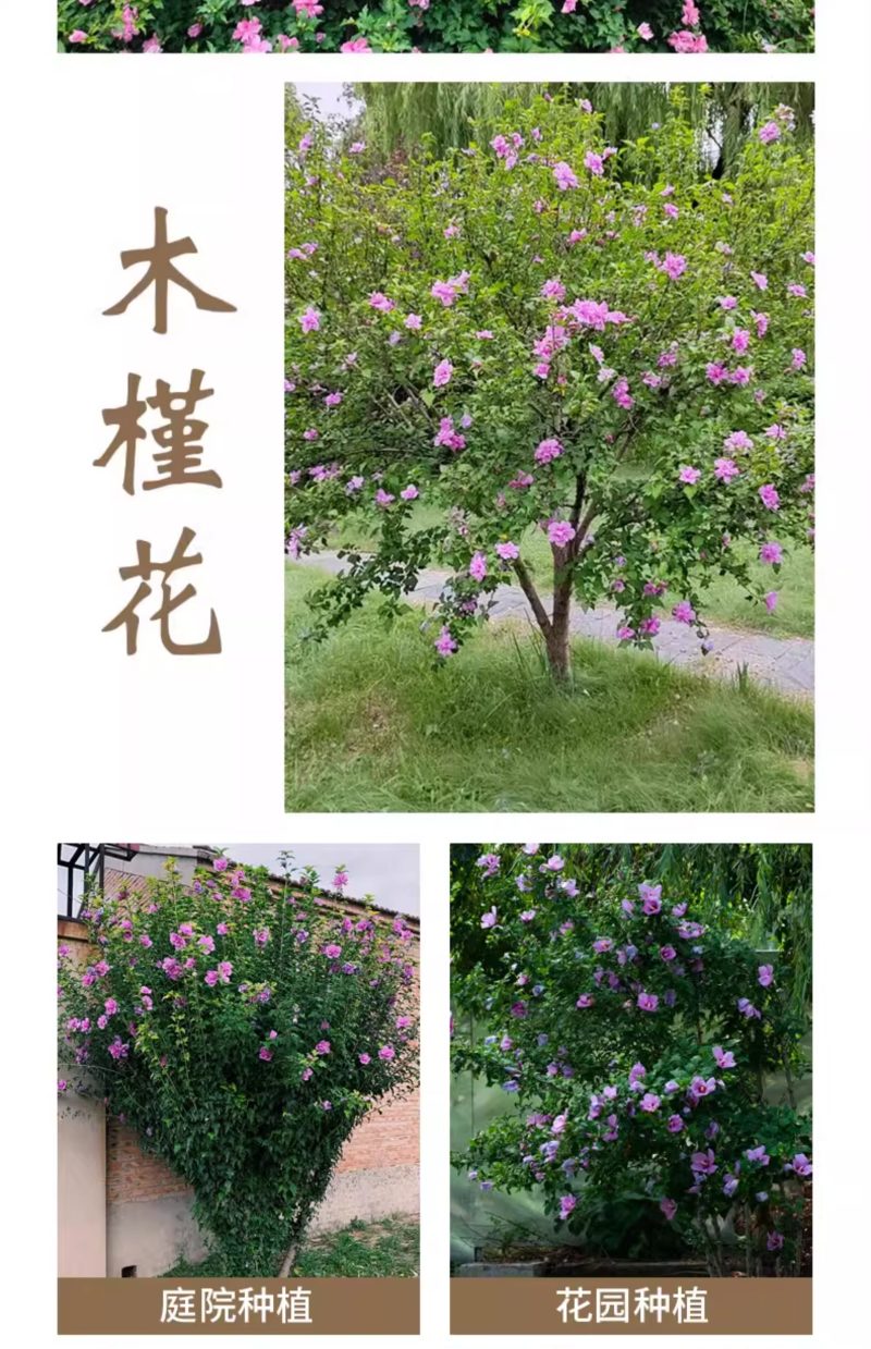 木槿花苗可食用重瓣木槿花庭院棒棒糖木槿大苗阳台盆栽耐寒树
