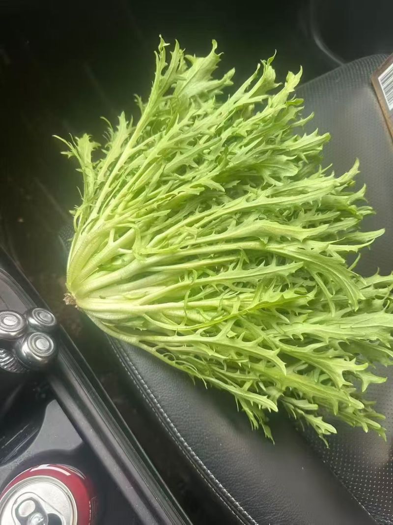 【河北苦菊基地】精品苦菊，产地直发，可视频看货