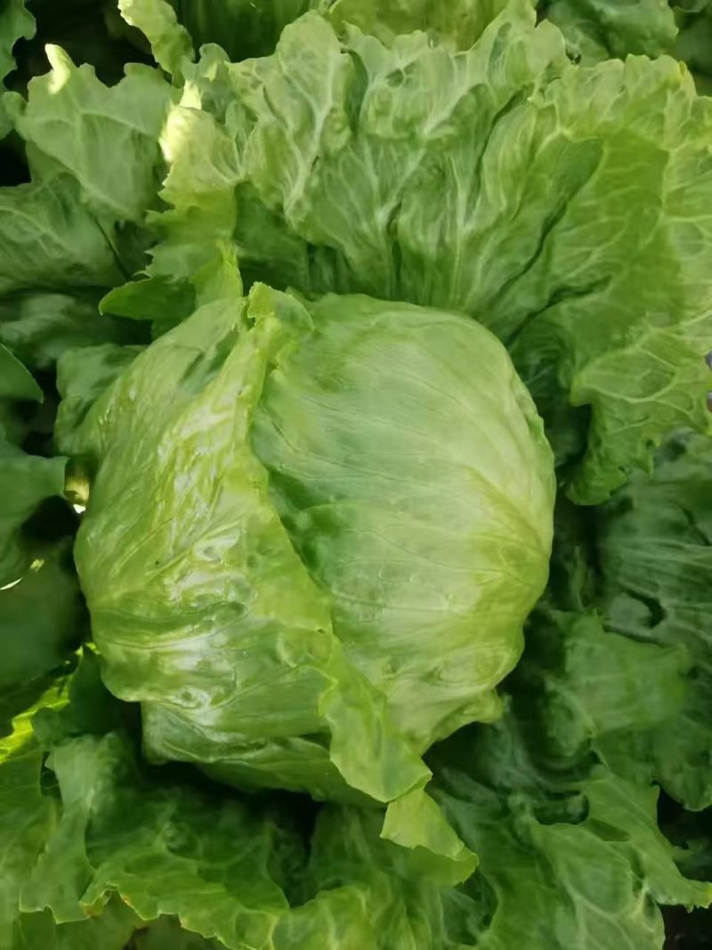 精品生菜球本地生菜球一手货源产地直发视频看货