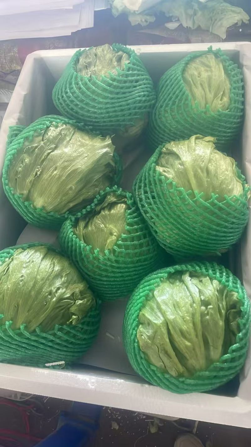 精品生菜球本地生菜球一手货源产地直发视频看货