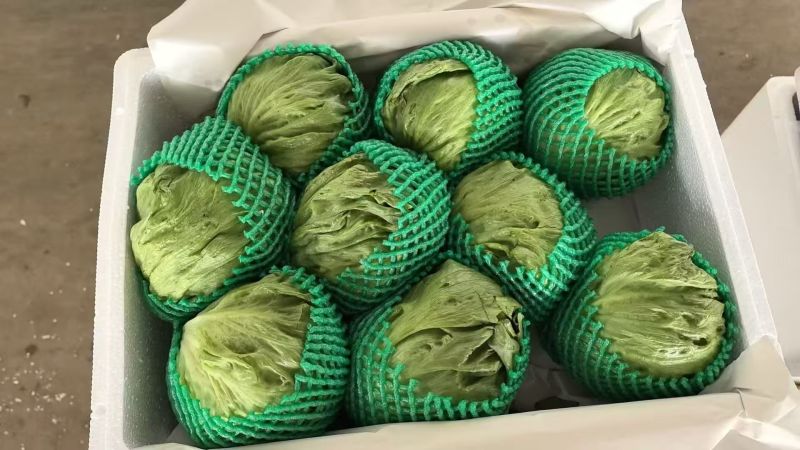 精品生菜球本地生菜球一手货源产地直发视频看货
