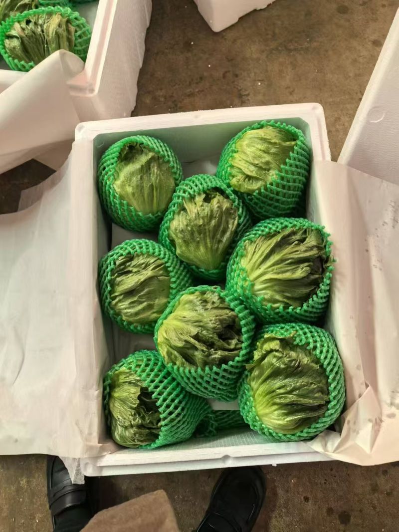 精品生菜球本地生菜球一手货源产地直发视频看货