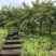 2026夏季新油甘潮汕油甘牛柑果余甘子榨汁果奶茶店