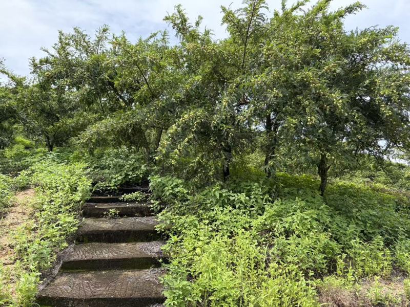 2026夏季新油甘潮汕油甘牛柑果余甘子榨汁果奶茶店