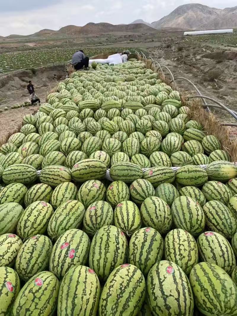 【硒砂瓜基地】硒砂瓜，规格齐全，出货快货量大，可电话沟通