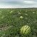 【硒砂瓜基地】硒砂瓜，规格齐全，出货快货量大，可电话沟通