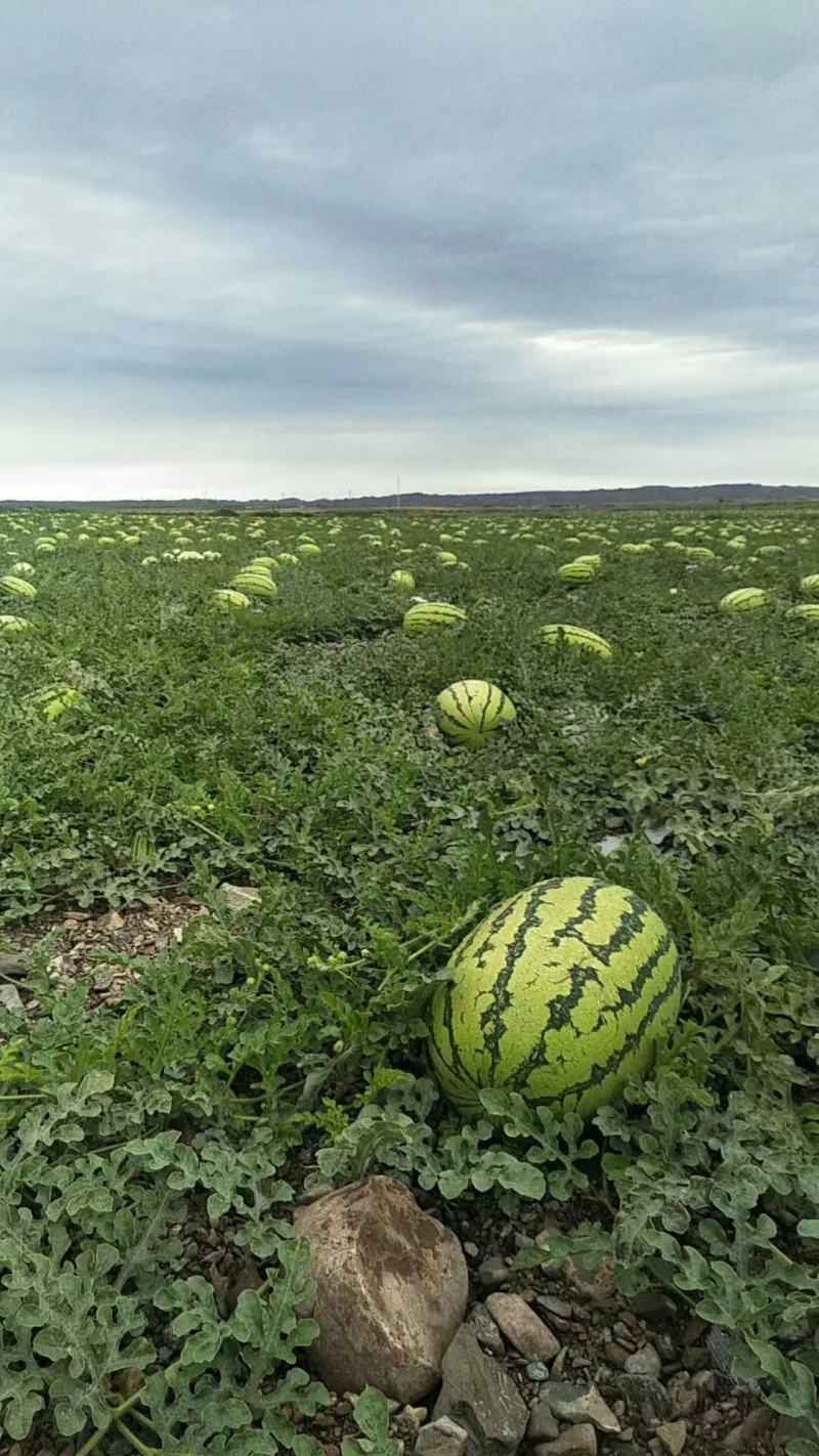【硒砂瓜基地】硒砂瓜，规格齐全，出货快货量大，可电话沟通