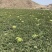 【硒砂瓜基地】硒砂瓜，规格齐全，出货快货量大，可电话沟通